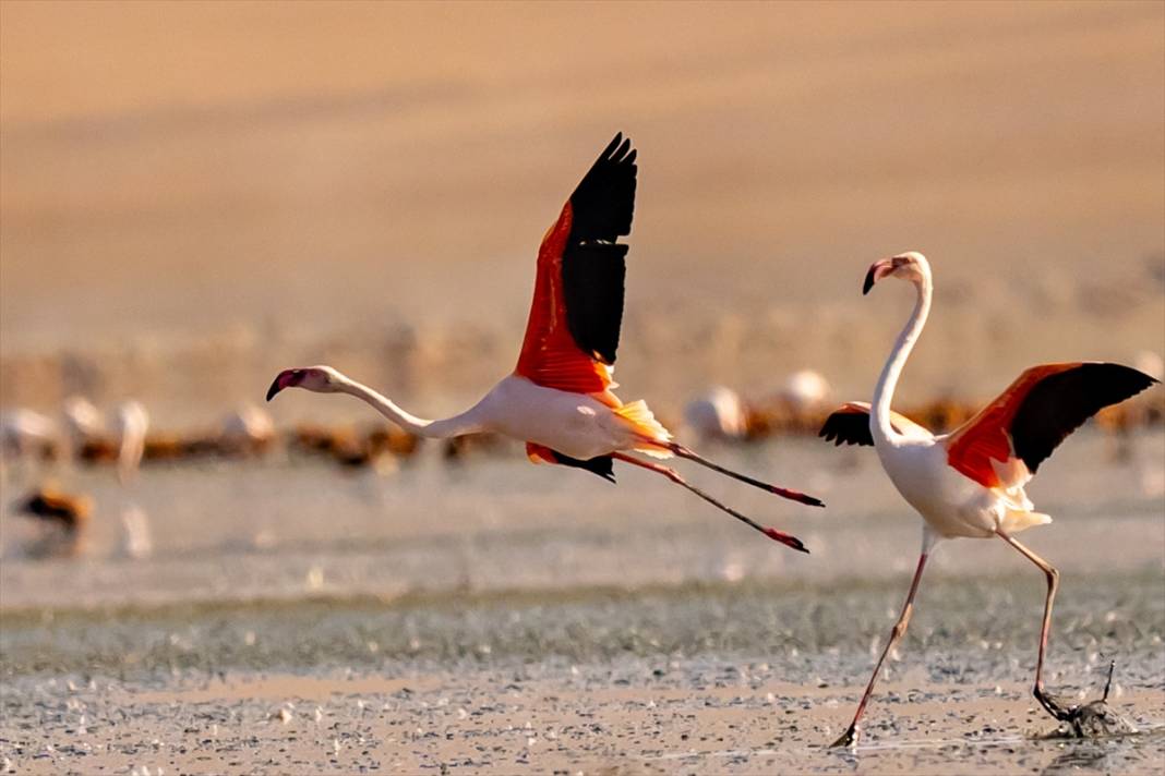 Konya’nın flamingo cenneti! 180 türe ev sahipliği yapıyor, görsel şölen sunuyor 22